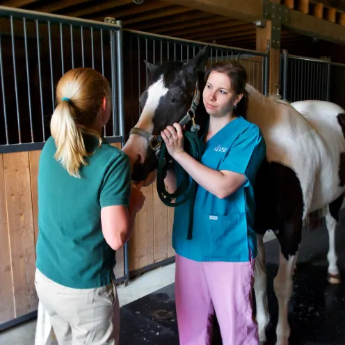 Henniker Veterinary Hospital staff with white and brown horse